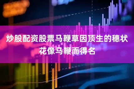 炒股配资股票马鞭草因顶生的穗状花像马鞭而得名